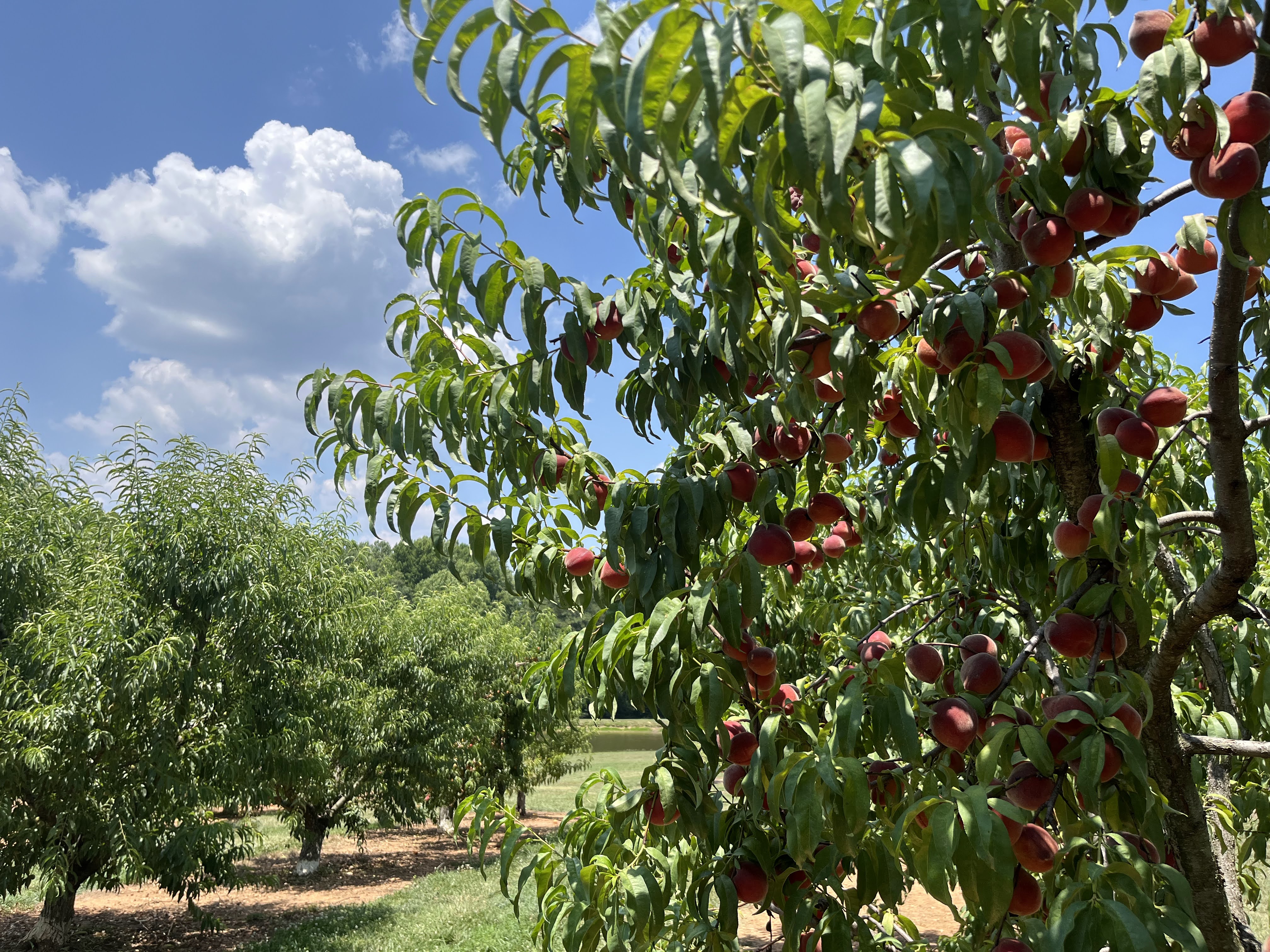 Millstone Creek Orchards（桃狩り）